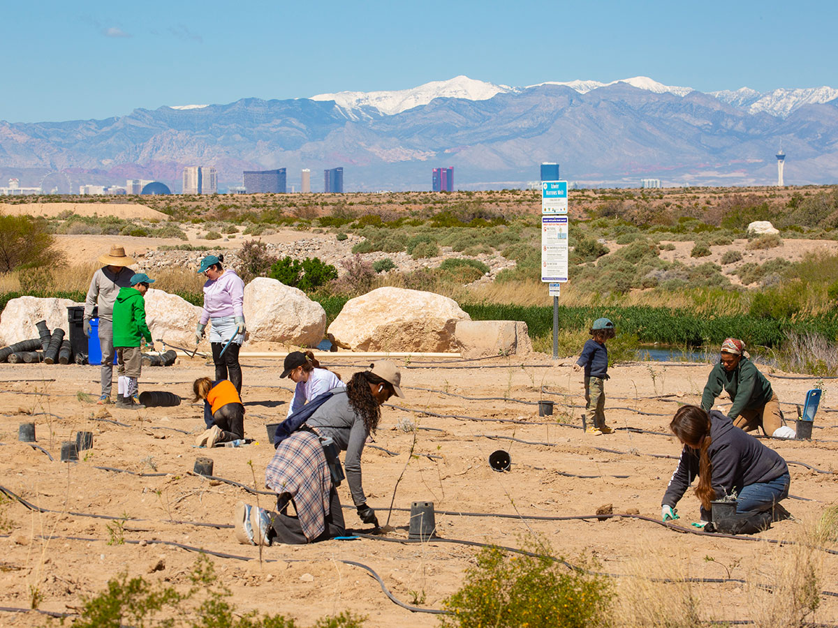 Volunteers plant native shrubs at the 2024 Wash Green-Up event at the Las Vegas Wash