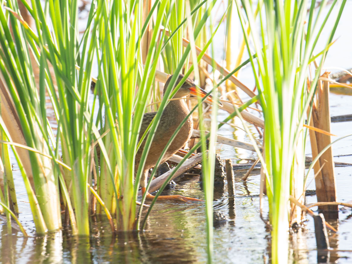 A Yuma Ridgway’s rail is seen lurking in wetlands along the Las Vegas Wash