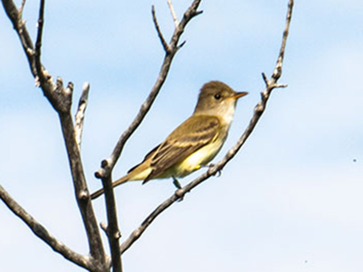 A Southwestern willow flycatcher sits in a branch at the Las Vegas Wash