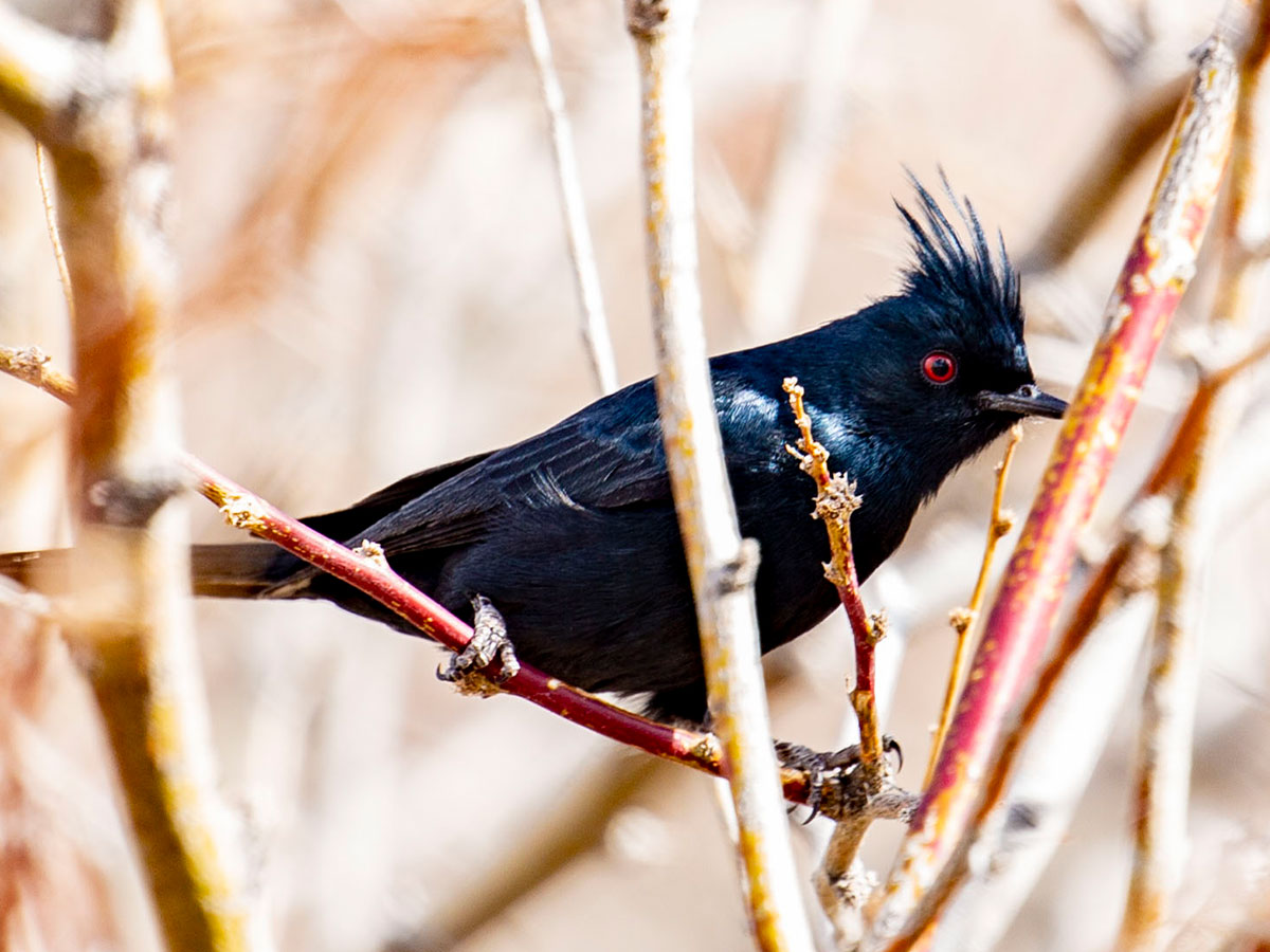 A phainopepla sits perched in a tree at the Las Vegas Wash